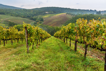 Obraz premium Vineyard in Chianti region in province of Siena. Tuscany. Italy