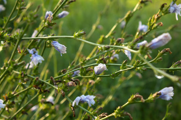 Blue flowers of chicory herbal plant beautiful background