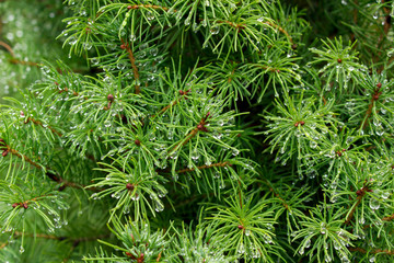 Beautiful green spruce branch with raindrops background