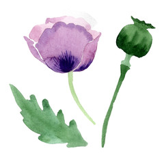 Fototapeta premium Burgundy poppy. Floral botanical flower. Isolated poppy illustration element.