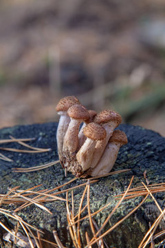 Wild forest mushrooms honey agarics on wooden stump..