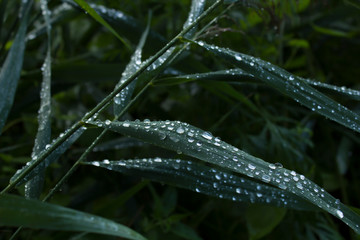 Green fresh plants grass with raindrops closeup for background