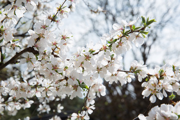 a cherry tree