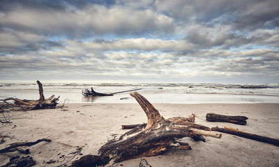 Beach after a storm with stumps and wood