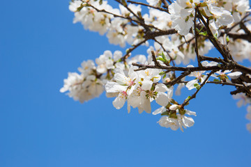 a cherry tree