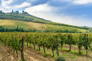 Vineyard in Chianti region in province of Siena. Tuscany. Italy - obrazy, fototapety, plakaty