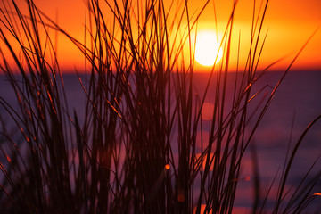 Strandhafer an der Ostsee im Sonnenuntergang