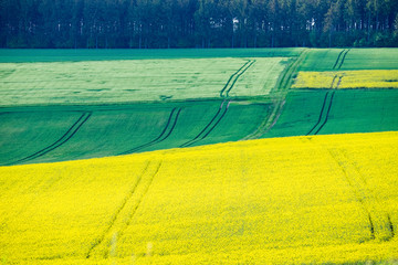 Raps- und Gereidefelder im Frühling