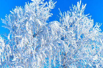 Birch tree covered by hoarfrost on blue sky background.