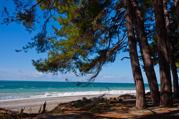 Fototapeta na wymiar Pines in front of the sea, pine branches over the beach, the legendary Colchis from Greek myths