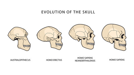Human Evolution Of The Skull. Australopithecus, Homo Erectus. Neanderthalensis, Homo Sapiens. Historical Illustrations. Darwins Theory.