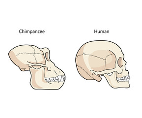 Human And Chimpanzee Skull Biology And Anatomy Vector Illustration. Comparative Primate Anatomy. Comparisons Of The Skull Vector.