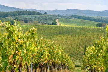 Fototapeta na wymiar Vineyard in Chianti region in province of Siena. Tuscany. Italy
