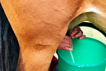 Hand milking mares. Milking of mare in Kazakhstan.