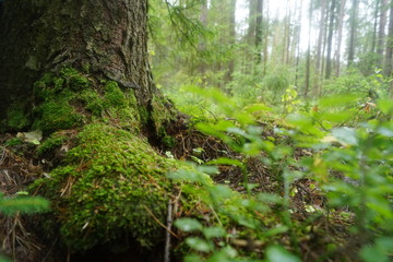 Photo of tree roots, with moss.