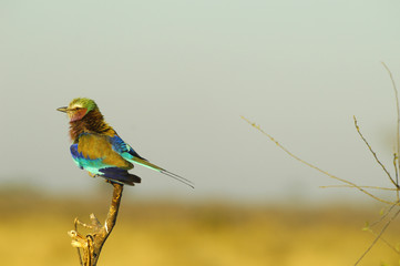 bee eater in the savannah