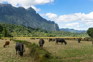 Water buffalos on the rice field with mountains behind.