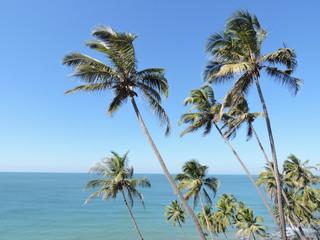 Coconut trees and Beach green nature landscape