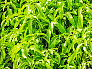bright green tree leaves