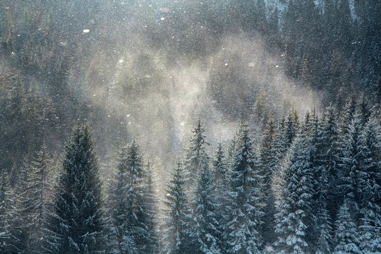 Magic winter background, snow blizzard over the pine forest tops