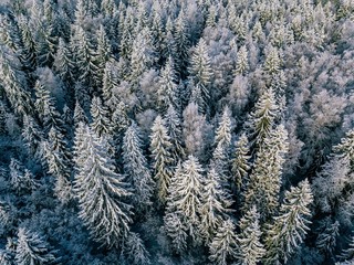 Aerial view of winter forest covered with snow, view from above.