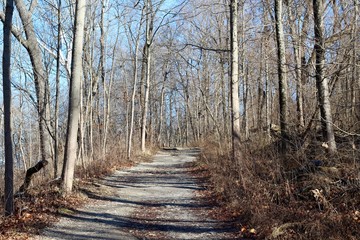 The long gravel path up the hill in the forest.