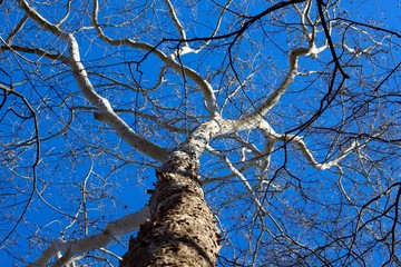 A view up the bare tree and the bright blue sunny sky. 