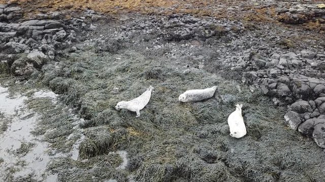 Aerial view of seal colony in Scotland - UK