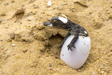A baby Nile Crocodile emerges from its egg.