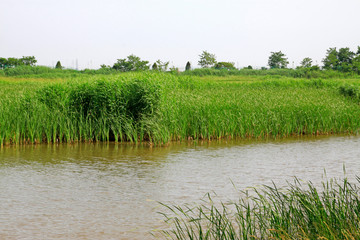 Hebei caofeidian golf course landscape