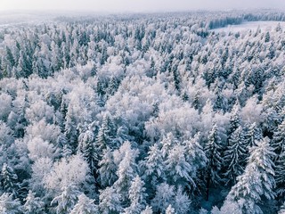 Aerial view of winter forest covered with snow, view from above.