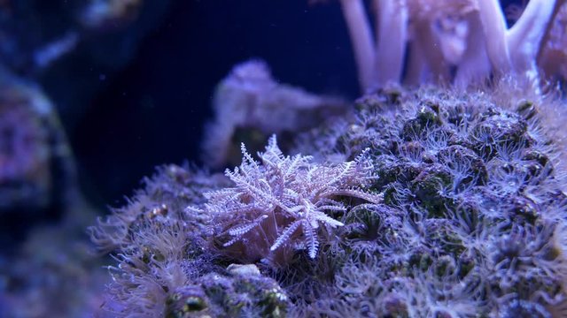 Beautiful sea flower (Pulse coral or Pumping Xenia) in underwater world with corals  and fish.
