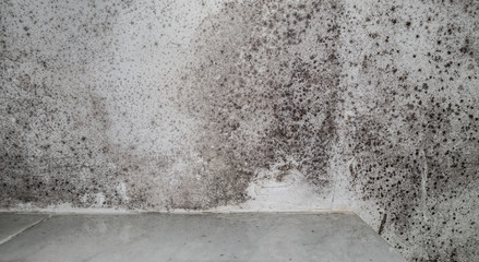 Black damp patches in white bath roof