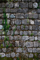 Obraz premium Ancient wall of gray stones entwined with green ivy.