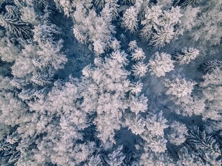 Aerial view of winter forest covered with snow, view from above.