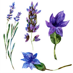 Purple lavender. Floral botanical flower. Watercolor background illustration set isolated.