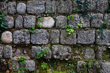 Ancient wall of gray stones entwined with green ivy.