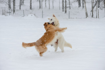 A golden retriever and a white swiss shepherd young beautiful dogs playing in the falling snow in the forest in swiss mountains, Zugerberg, Zug, Switzerland