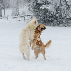 A golden retriever and a white swiss shepherd young beautiful dogs playing in the falling snow in the forest in swiss mountains, Zugerberg, Zug, Switzerland