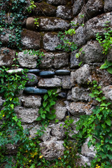Ancient wall of gray stones entwined with green ivy.