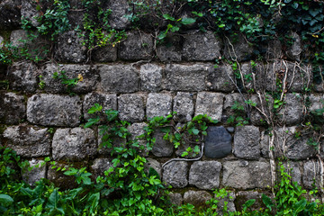 Ancient wall of gray stones entwined with green ivy.