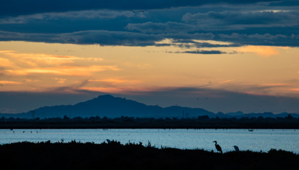 Obraz premium flamenco al atardecer