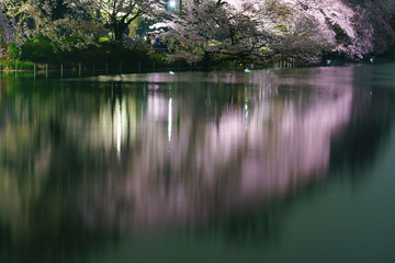 井の頭公園の桜