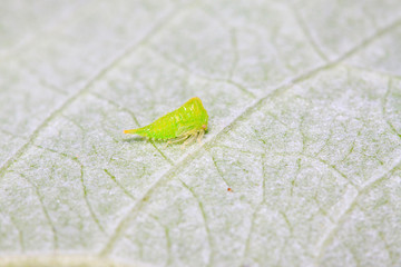 green leafhopper