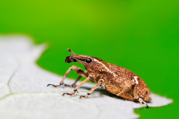 weevil on plant