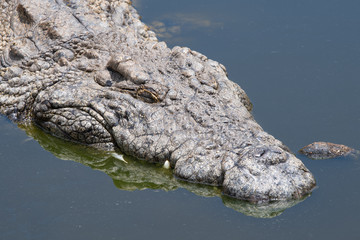 A Nile Crocodile, considered to be one of Africa's most efficient hunters and a dangerous predator.