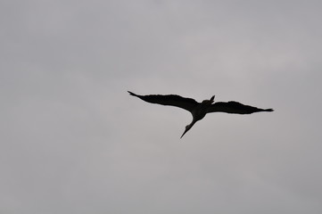seagull flying in the sky