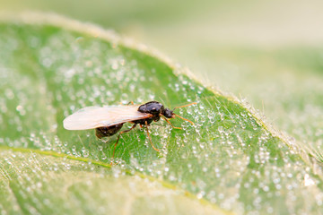 Ant with long wings on plant