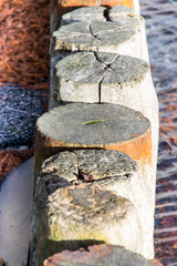 Woods in row