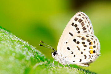 lycaenid on plant